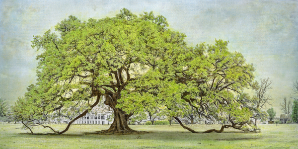 St. Joseph Plantation Oak, painted photograph