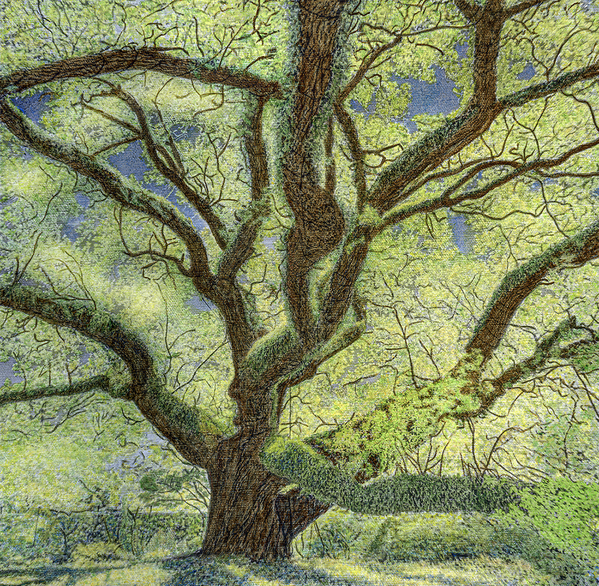 Alferez Oak, Botanical Gardens, City Park, New Orleans
