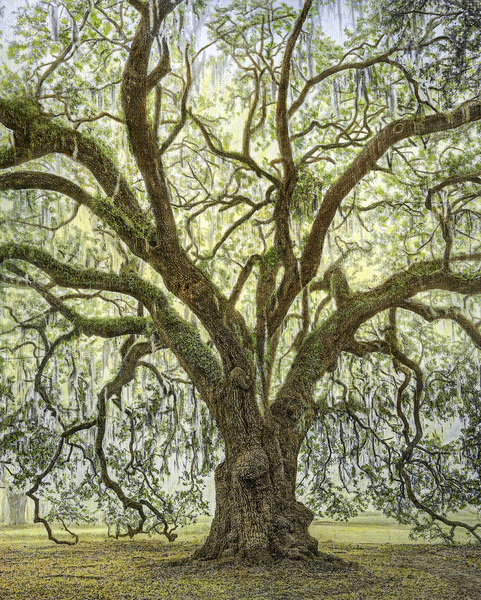 Anseman Oak, City Park, New Orleans