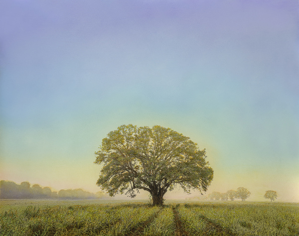 Oak in Cane Field, rear of Oak Alley Property, Vacherie, LA