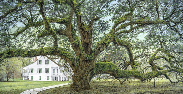 E.D. White Oak, near Thibodaux, LA