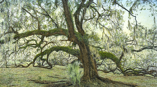 Children's oak, Marsh House, Avery Island, LA
