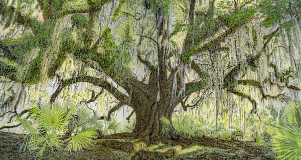 Picnic Oak, Avery Island, Louisiana