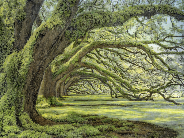 Oak Alley, west corridor, morning light #2,