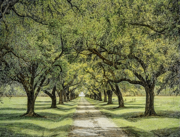 Young Alley of Oaks along Entrance Road, Bayou Teche