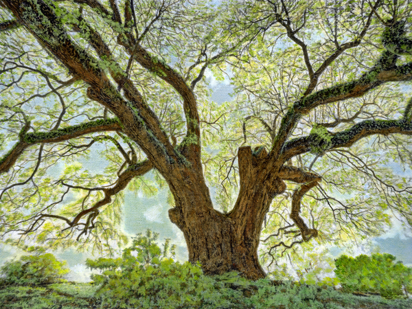 Grosse Tete Oak, Bayou Grosse Tete, Louisiana