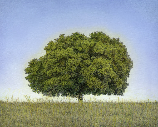 Summer Oak, Carmel Valley, California