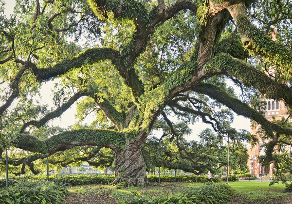 Cathedral Oak, study #9